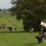 friesland koe