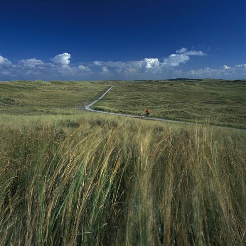 Duinen