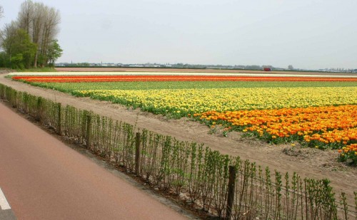 Ligusterhaag Loosterweg Noord Lisse 077 (3)a