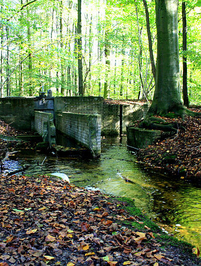 Waterloopbos