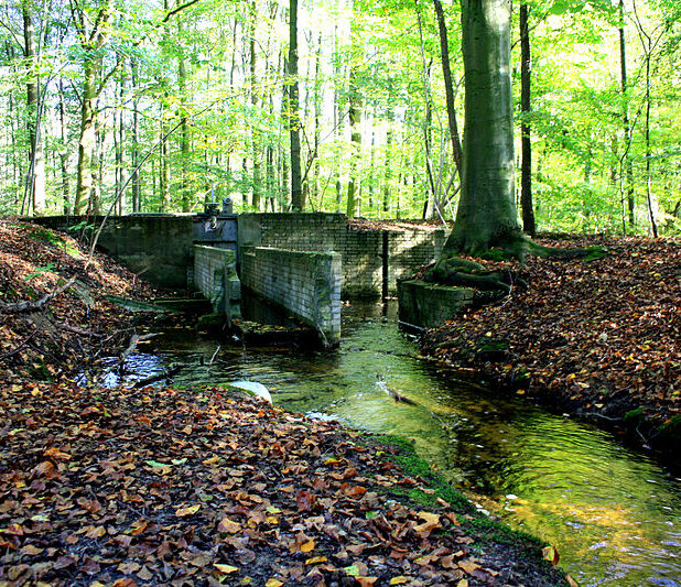 Waterloopbos