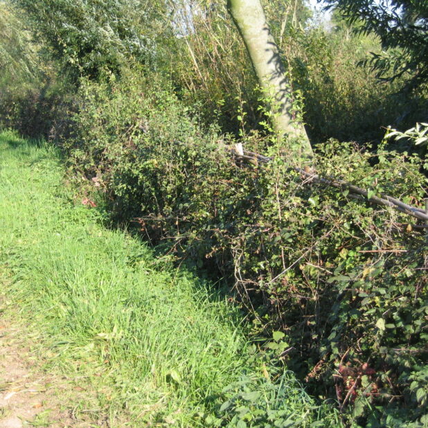 Vlechtwerk in de Maasheggen