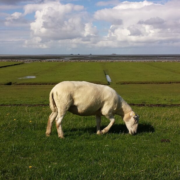 Weiland in Noord-Friesland