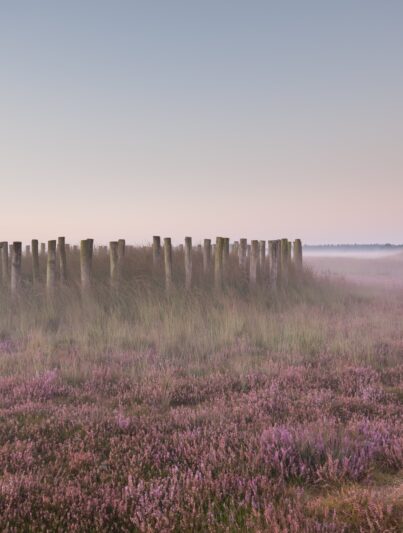 Gereconstrueerde prehistorische grafheuvels op de Rechte Heide bij Goirle (Noord-Brabant)