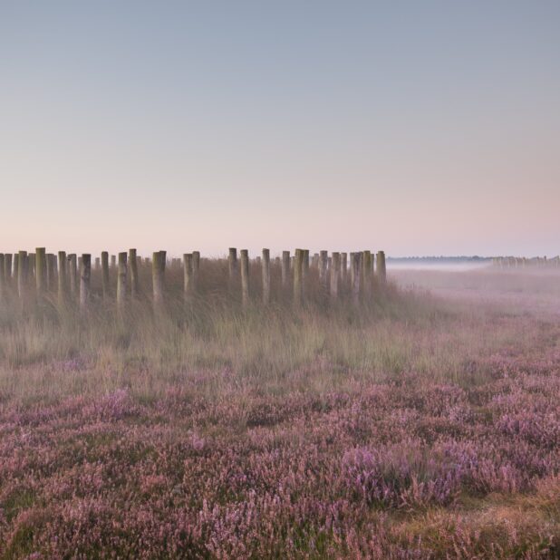 Gereconstrueerde prehistorische grafheuvels op de Rechte Heide bij Goirle (Noord-Brabant)