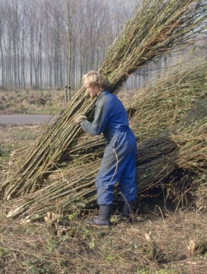 Rietsnijder