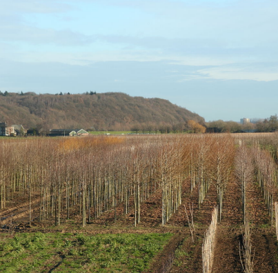 Ook Utrechts landschap: de Grebbeberg. Foto wikipedia