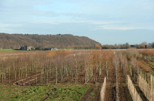 Ook Utrechts landschap: de Grebbeberg. Foto wikipedia