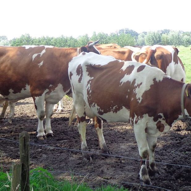 Roodbonte koeien