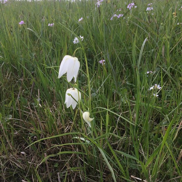 Witte kievitsbloem