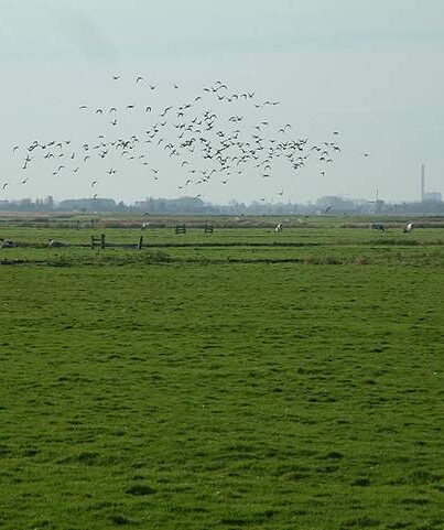 Weidevogels bij De Woude
