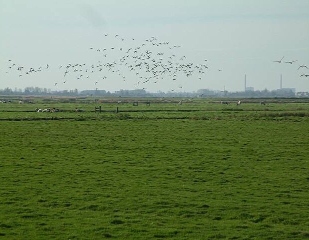 Weidevogels bij De Woude