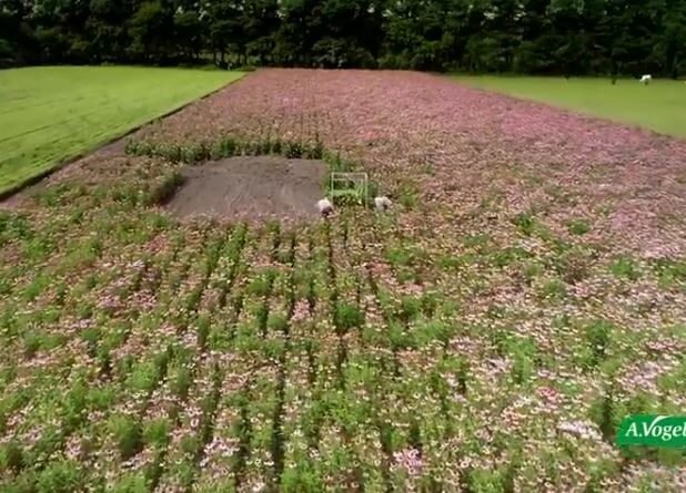 De A. Vogel Tuinen bij 't Harde