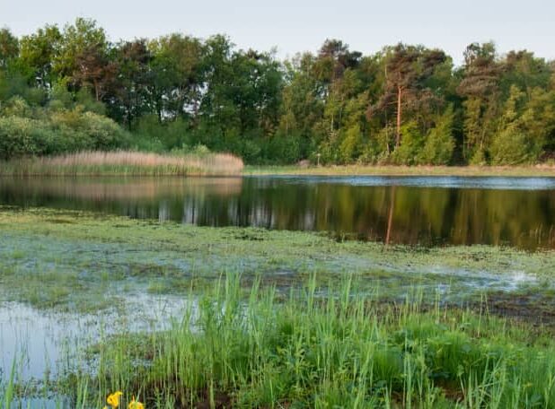 Het Rozenven op landgoed Visdonk bij Roosendaal