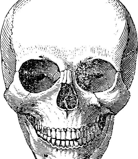 Schedel