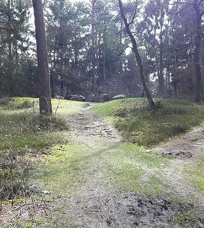 Hunebed D31 in het Hunzebos
