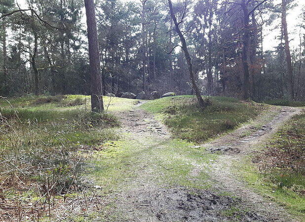 Hunebed D31 in het Hunzebos