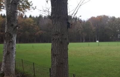 Het Molenbosch bij Oldeberkoop