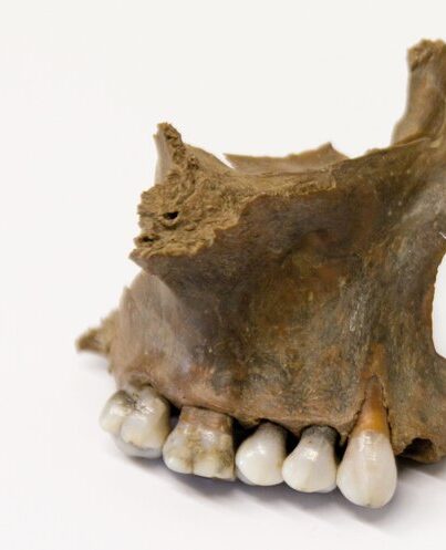 Een kaak uit Kessel, gebruikt voor isotopenonderzoek Foto: Vrije Universiteit Amsterdam via Mainzer Beobachter