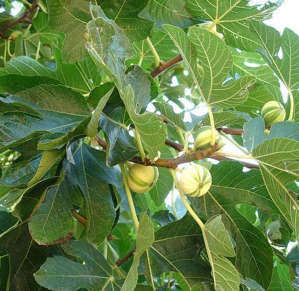Referentiebeeld: vijgenboom