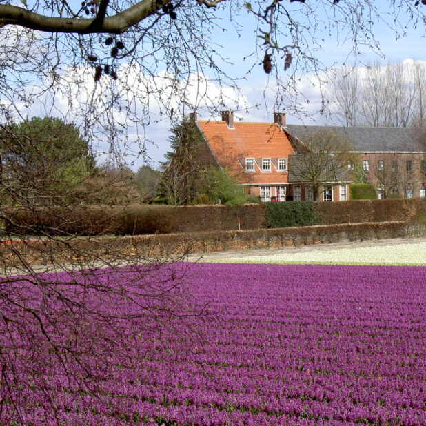 Hoeve De Wolff bij Lisse