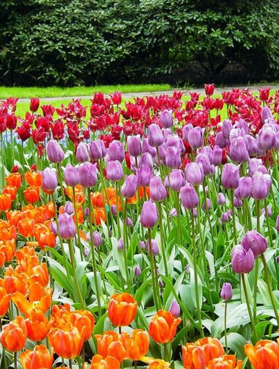 De Keukenhof in Lisse