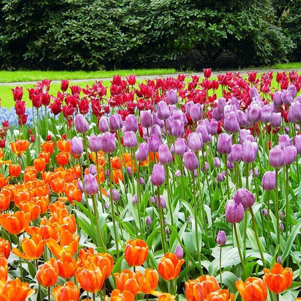De Keukenhof in Lisse