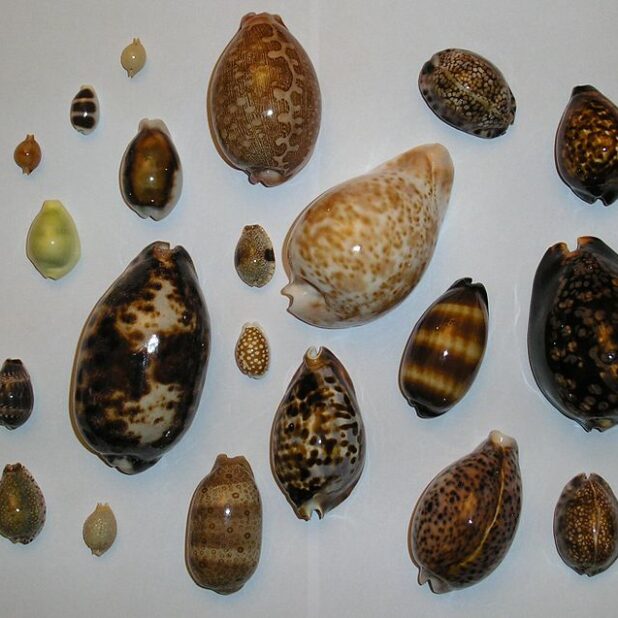 Kaurischelpjes