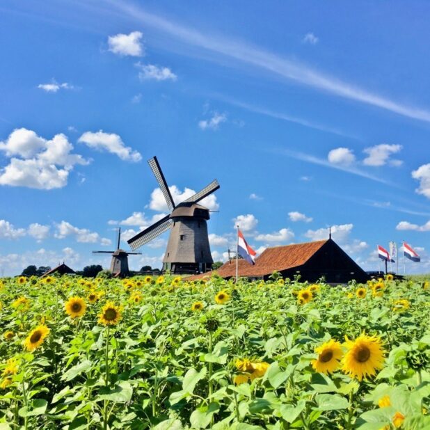 Museummolen Schermerhorn