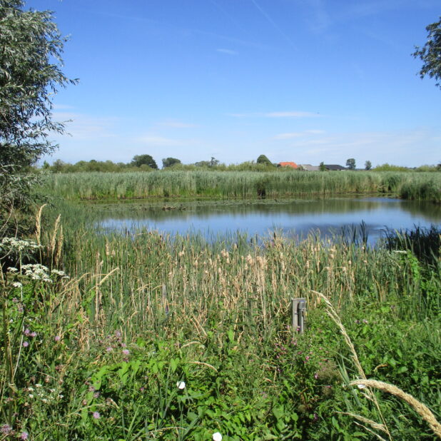 Natuurgebied De Rijnstrangen
