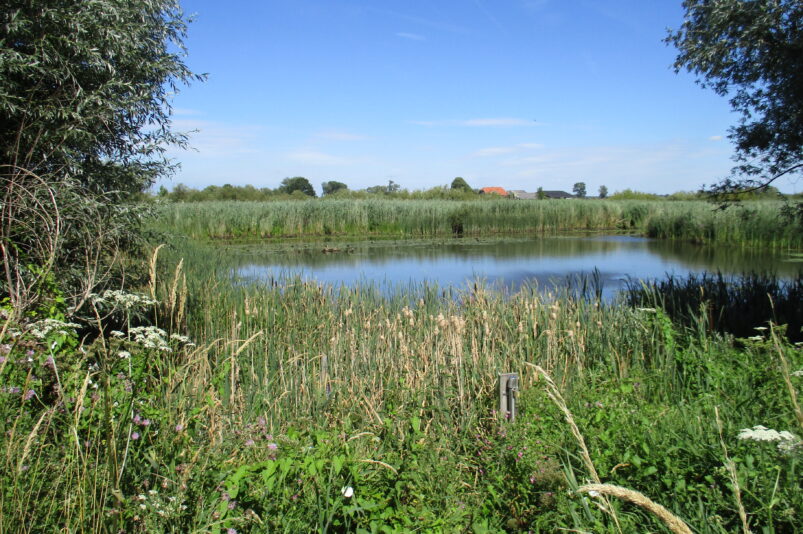 Natuurgebied De Rijnstrangen