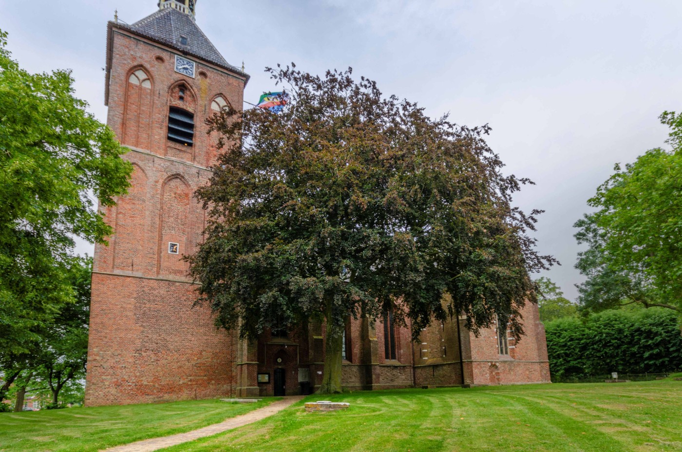 Rode beuk bij Hippolytuskerk in Middelstum is Boom van het Jaar 2026